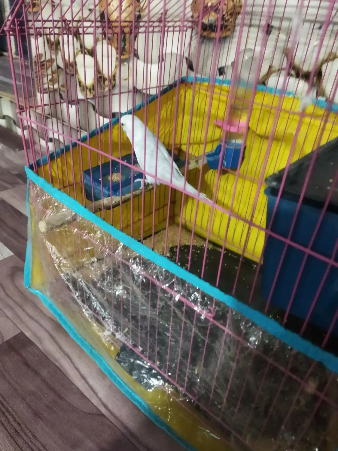 مرغ عشق|پرنده|خاش, |دیوار