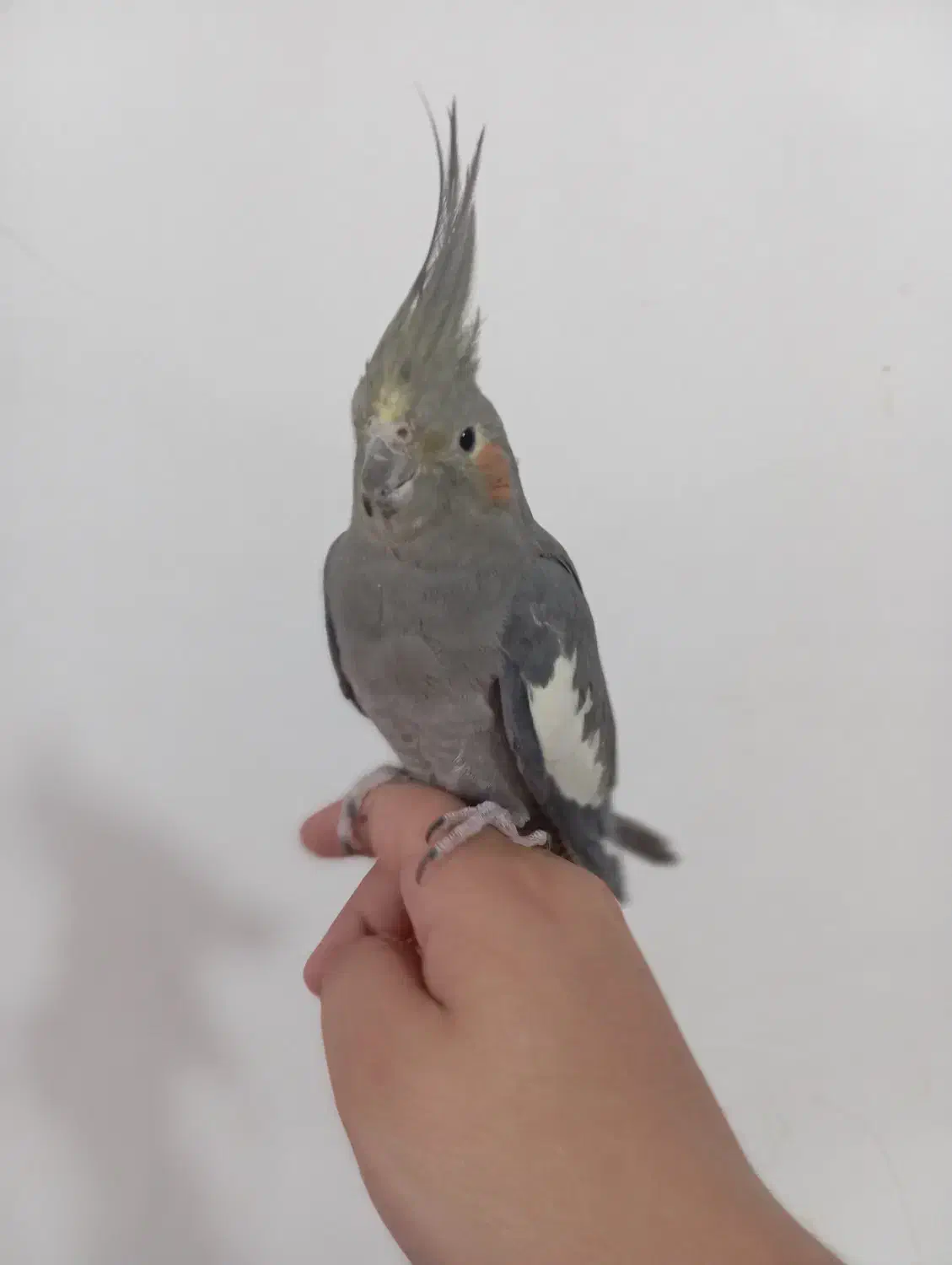 عروس هلندی ماده|پرنده|نورآباد, |دیوار