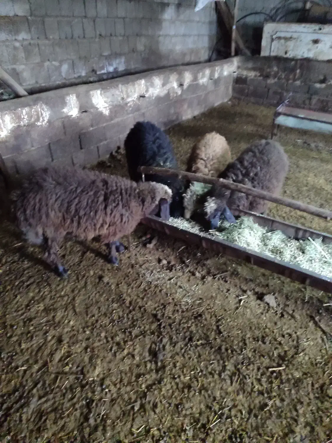 بره ماده|حیوانات مزرعه|سیلوانه, |دیوار