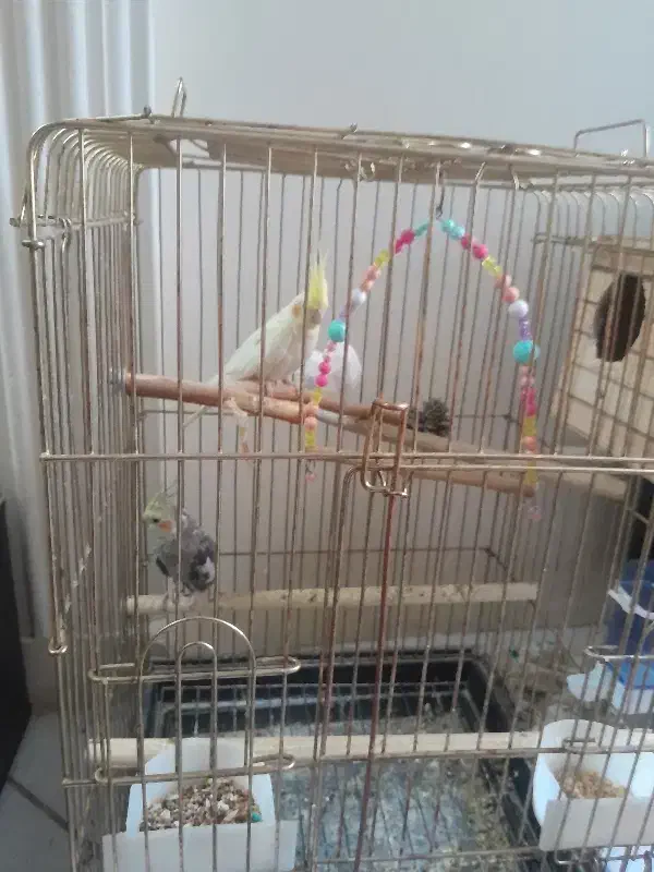 عروس هلندی|پرنده|تهران, اسفندیاری|دیوار