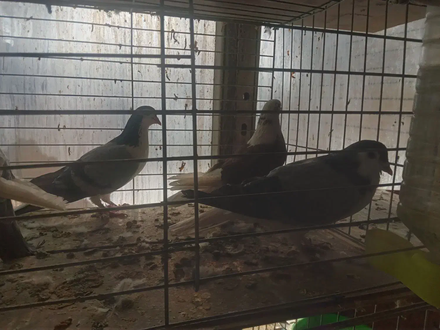 دمگیروتهرونی|پرنده|اصفهان, ارغوانیه|دیوار