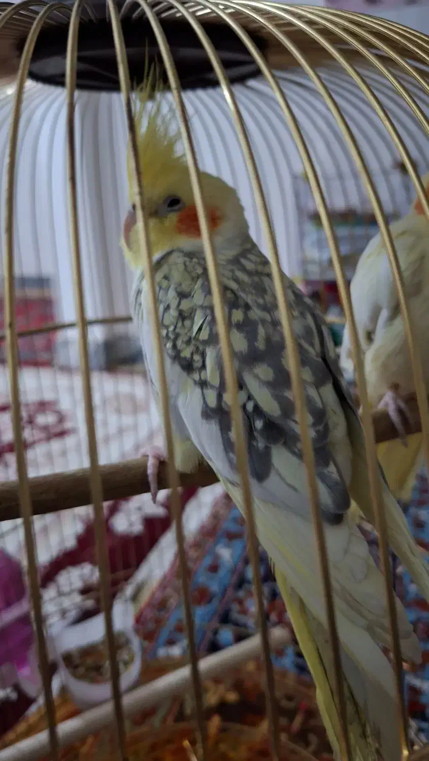 عروس هلندی|پرنده|نورآباد, |دیوار