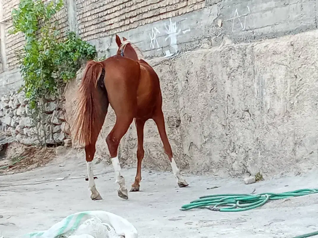 اسب، کره مادیان|اسب و تجهیزات اسب‌سواری|مسجد سلیمان, |دیوار