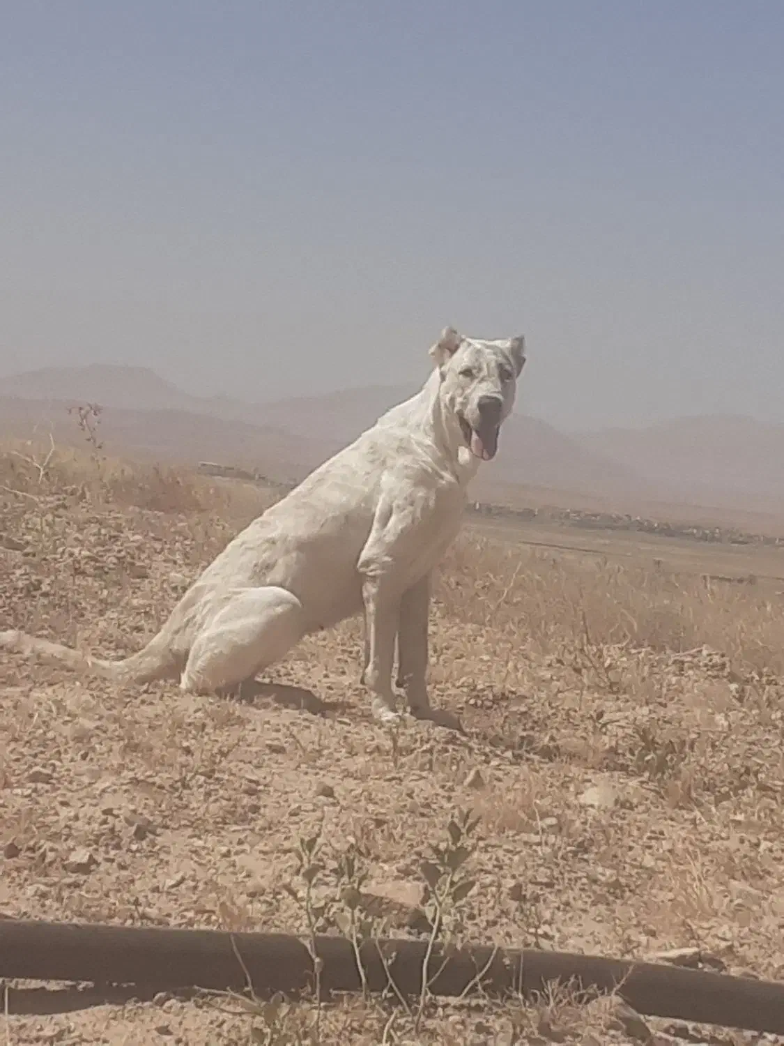 سگ گمشده|سگ|آبکوه, |دیوار