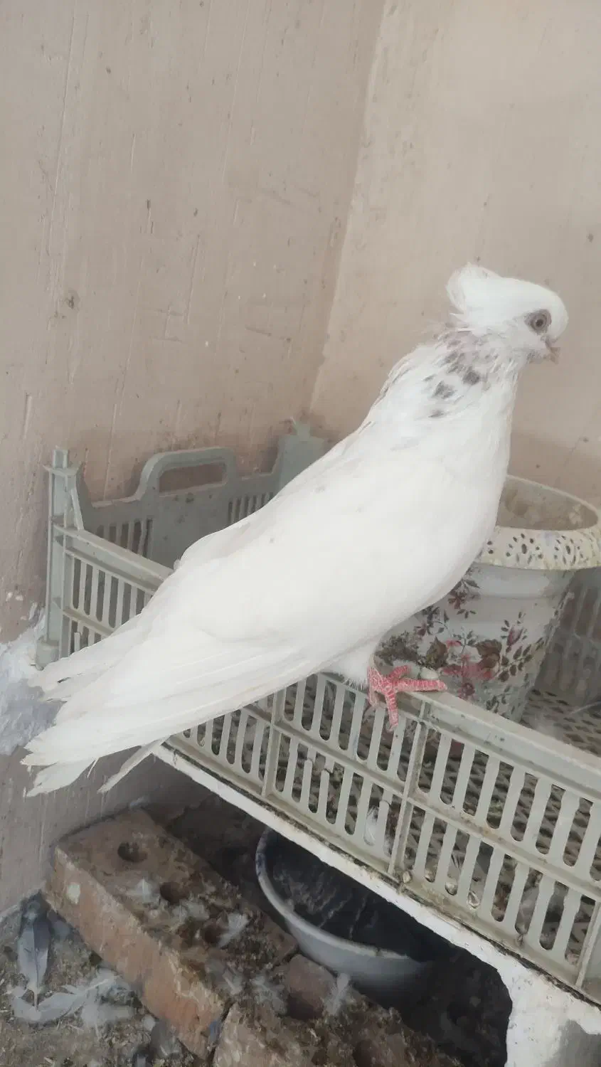 کبوتر سفید چشم نوک سفید|پرنده|شاهین دژ, |دیوار