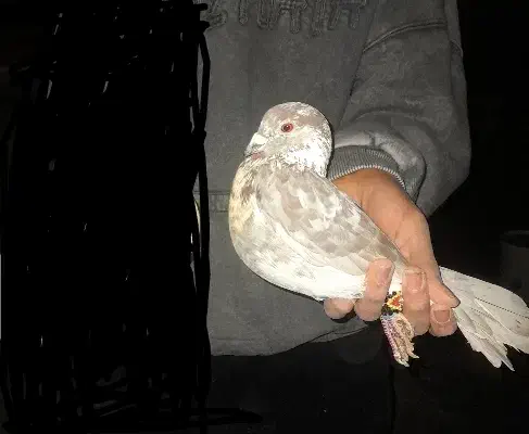 کبوتر گمشده|حیوانات|قروه, |دیوار