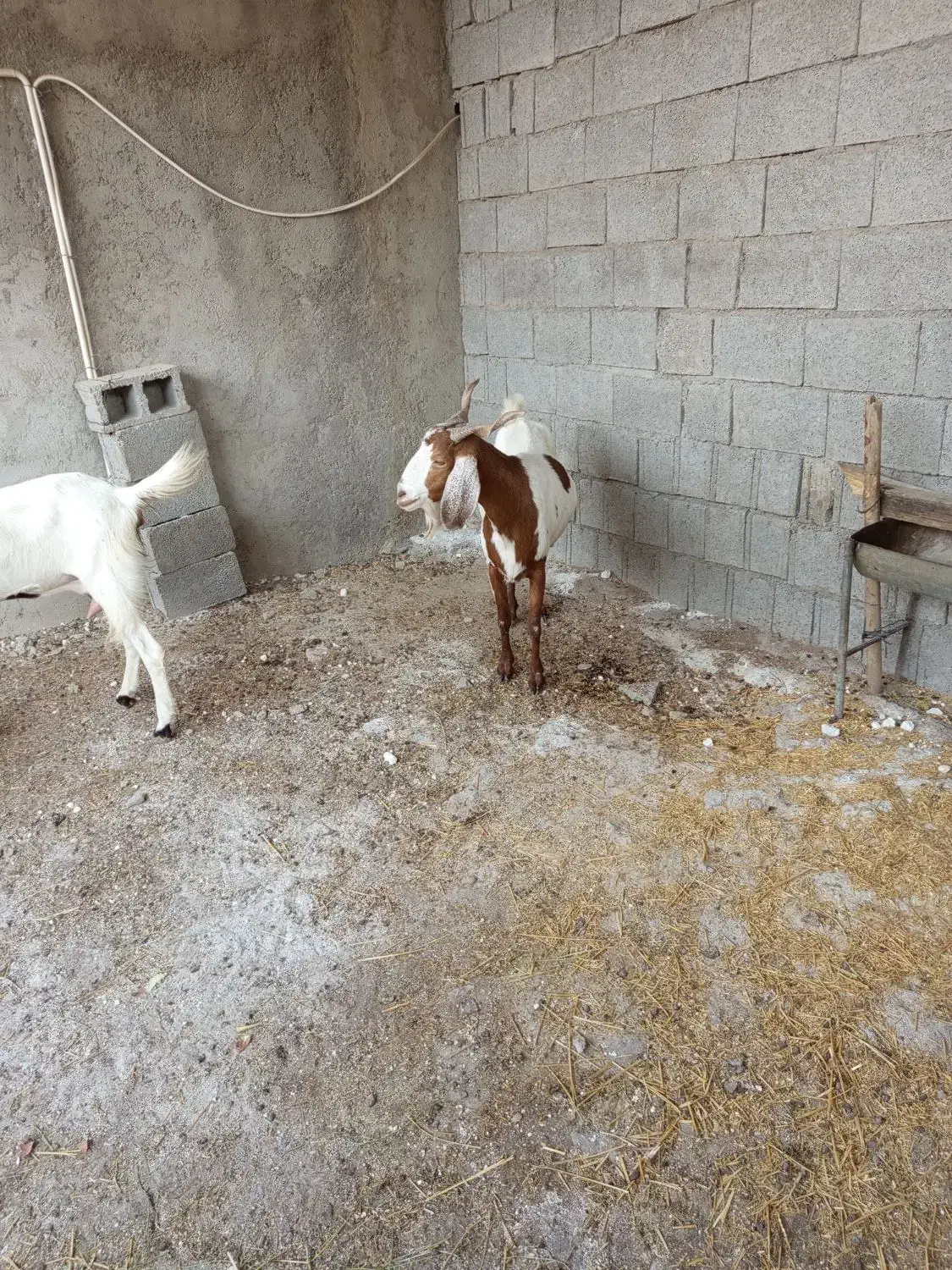 بز بعر|حیوانات مزرعه|وحدتیه, |دیوار