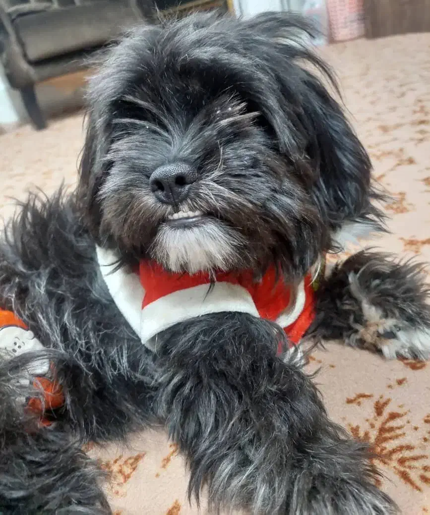 سگ گمشده|حیوانات|برازجان, |دیوار