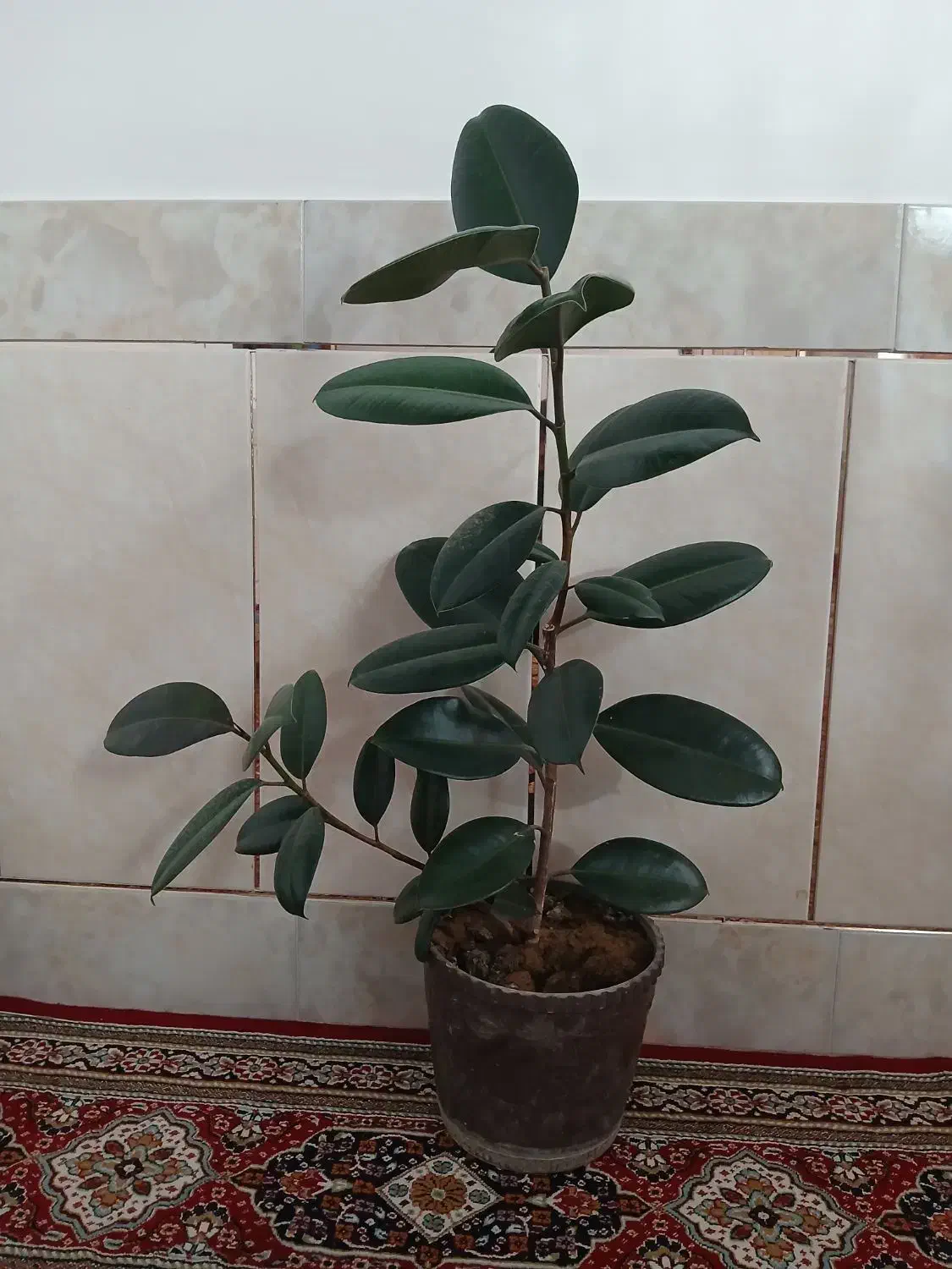 گل فیکوس زیبا|گل و گیاه طبیعی|شهرکرد, |دیوار