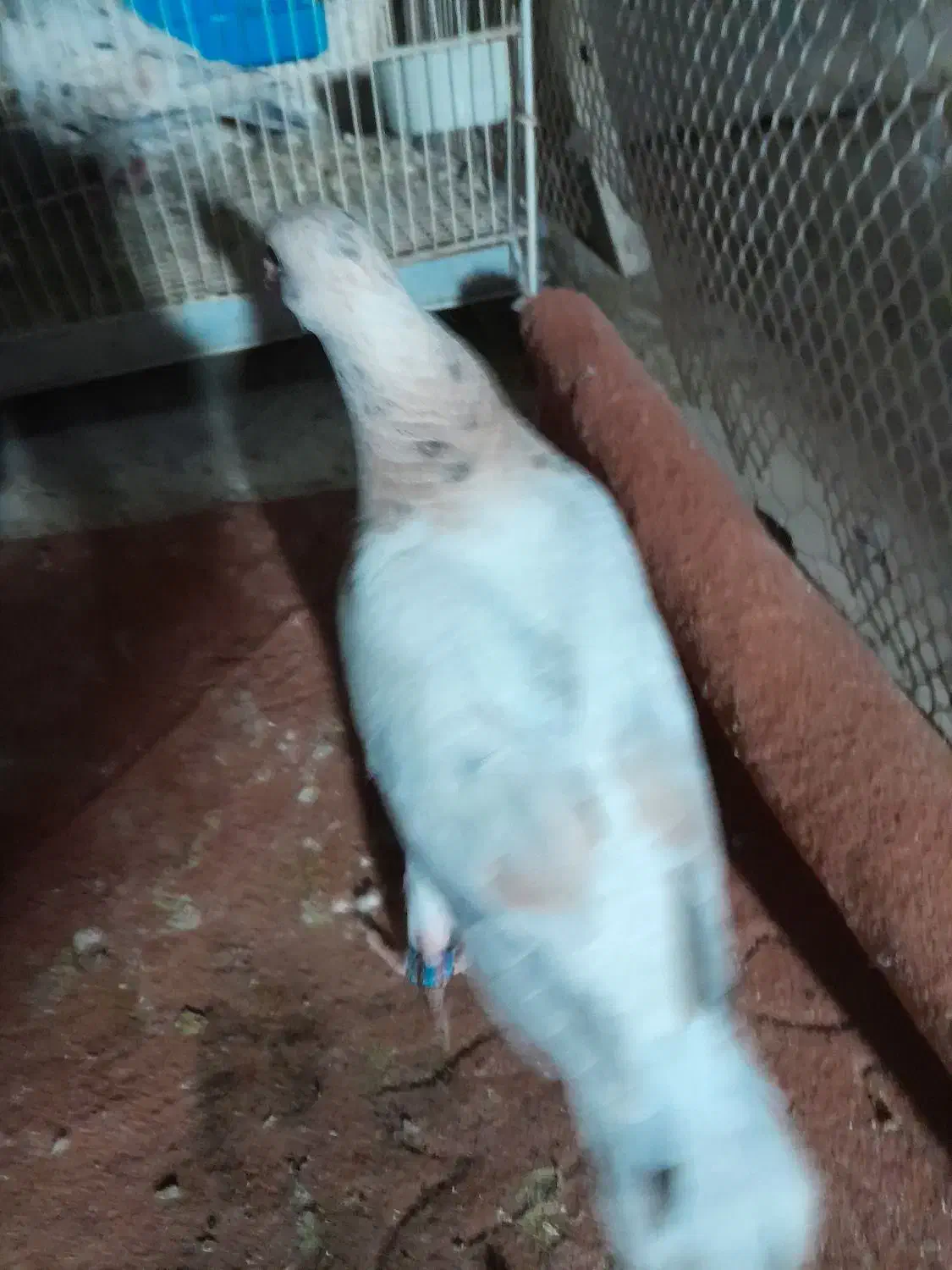 سار قزوینی|پرنده|نیشابور, هفده شهریور|دیوار