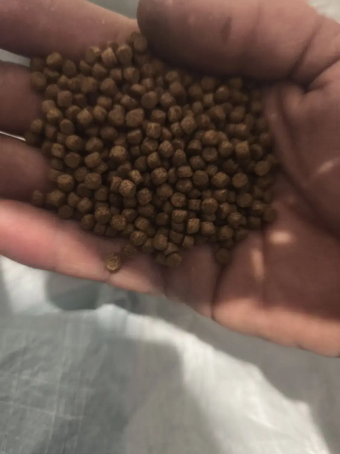 غذا ماهی|ماهی|قم, کیوانفر|دیوار