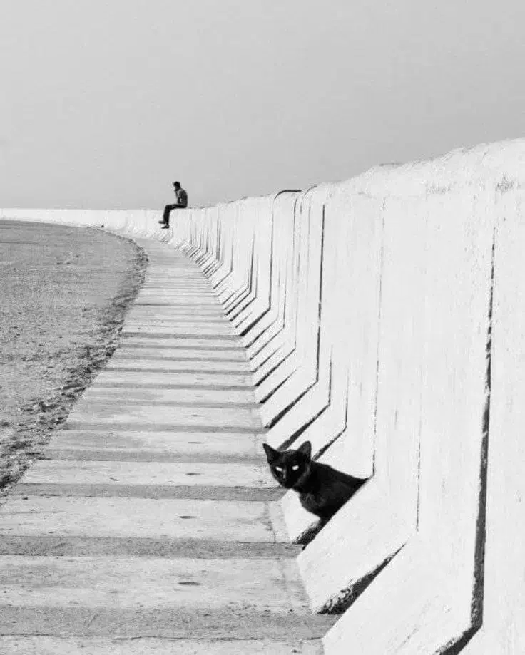 همخونه - همخانه می‌پذیرم