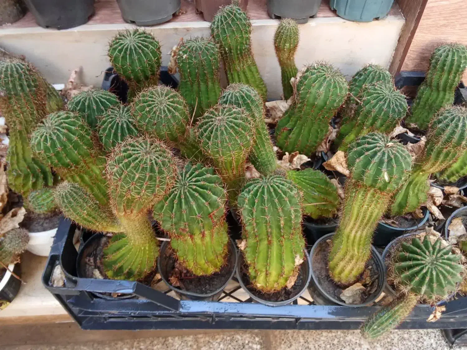 کاکتوس|گل و گیاه طبیعی|یزد, |دیوار