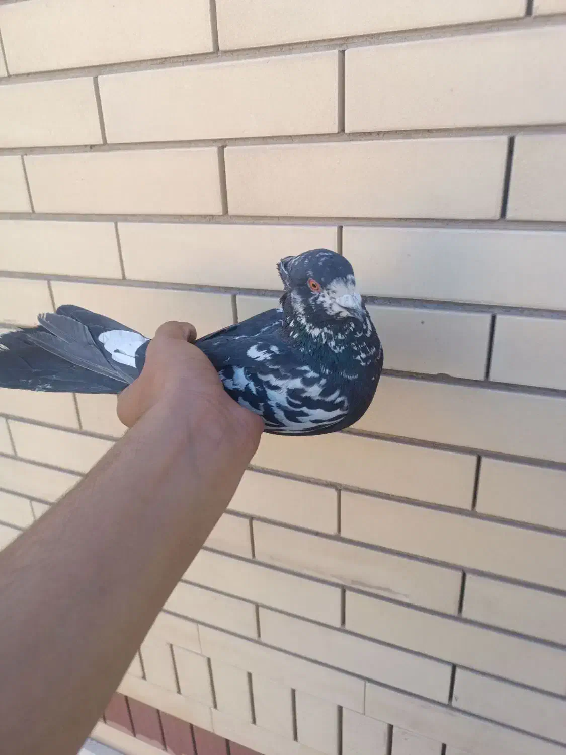 کقتر|پرنده|سیرجان, |دیوار