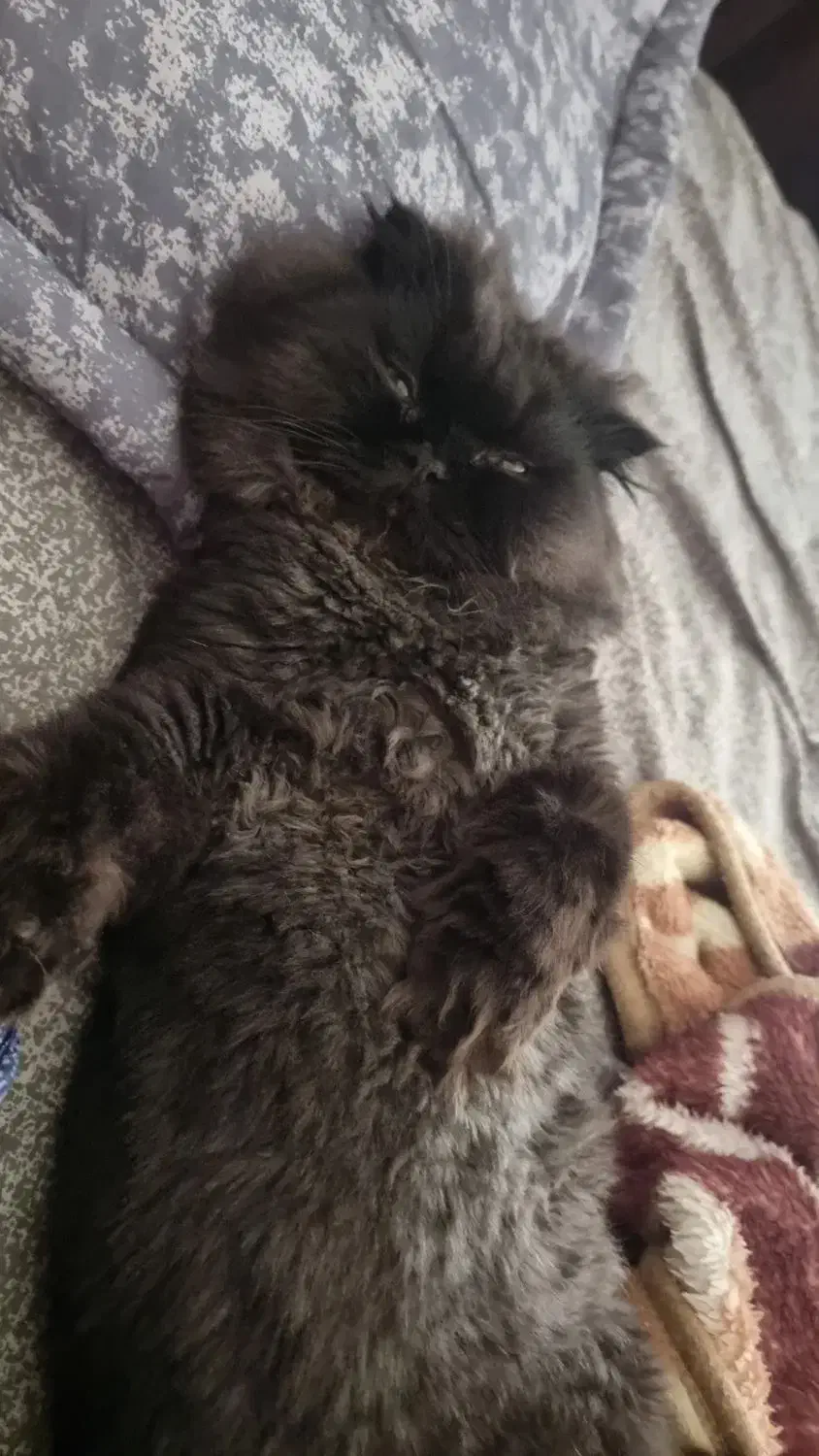 اَفتو گربه ی معروف کارناوال|گربه|تهران, شمسآباد|دیوار