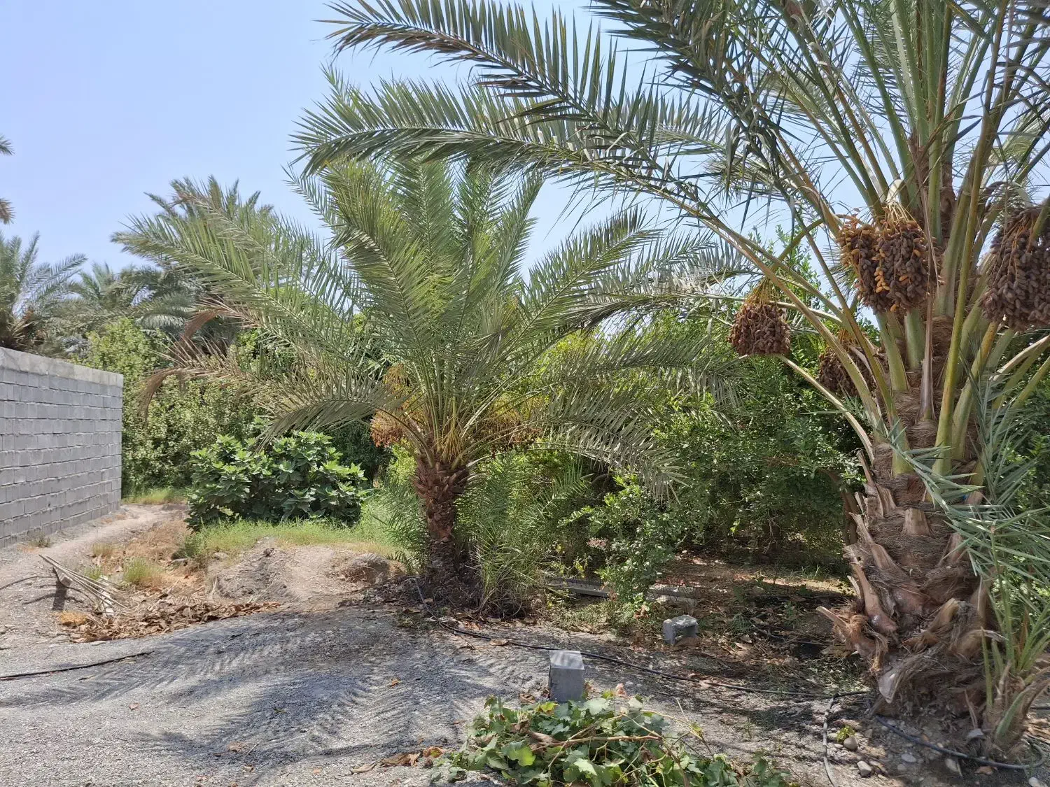 فروش باغ ویلا|فروش خانه و ویلا|رودان, |دیوار