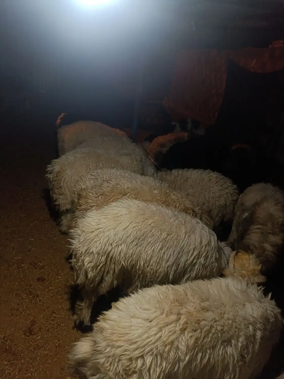 بره نر چاق|حیوانات مزرعه|مشهد مرغاب, |دیوار