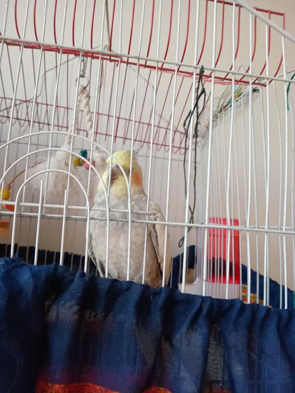 عروس هلندی ماده همراه با قفس|پرنده|ری, سیزده آبان|دیوار