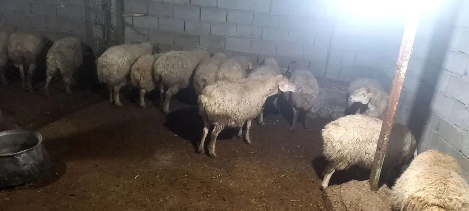 گوسفند و بره شیرخوار|حیوانات مزرعه|مشگین شهر, |دیوار