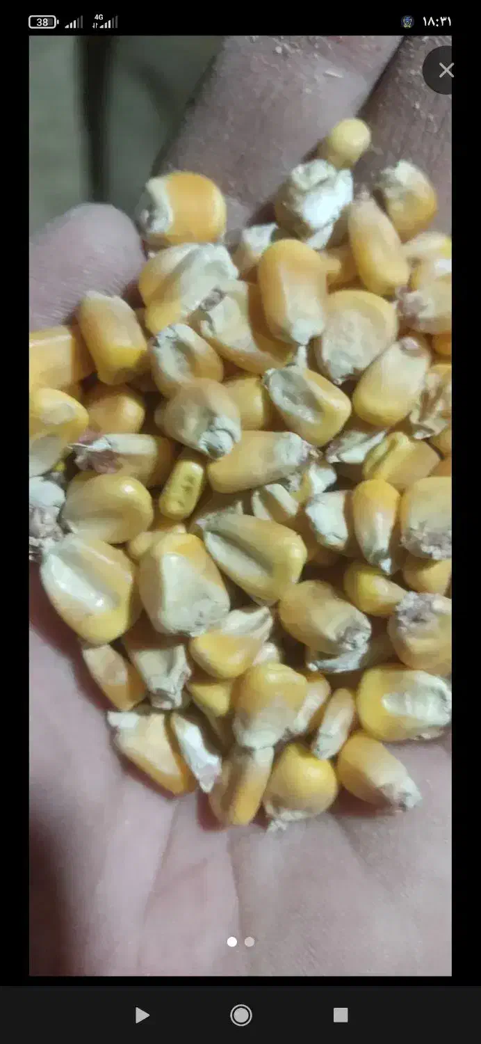 ذرت دانه ای|عمده‌فروشی|محلات, |دیوار