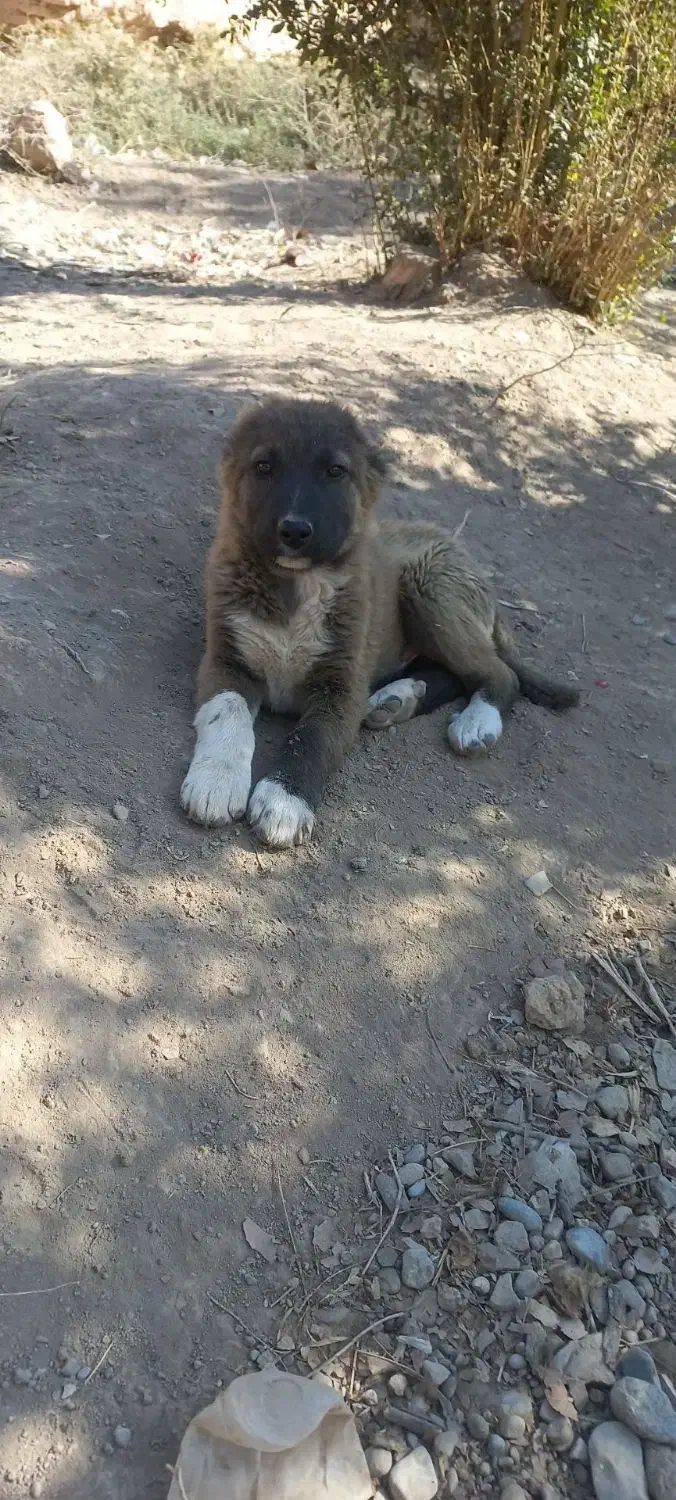 توله سگ|سگ|پیشوا, |دیوار