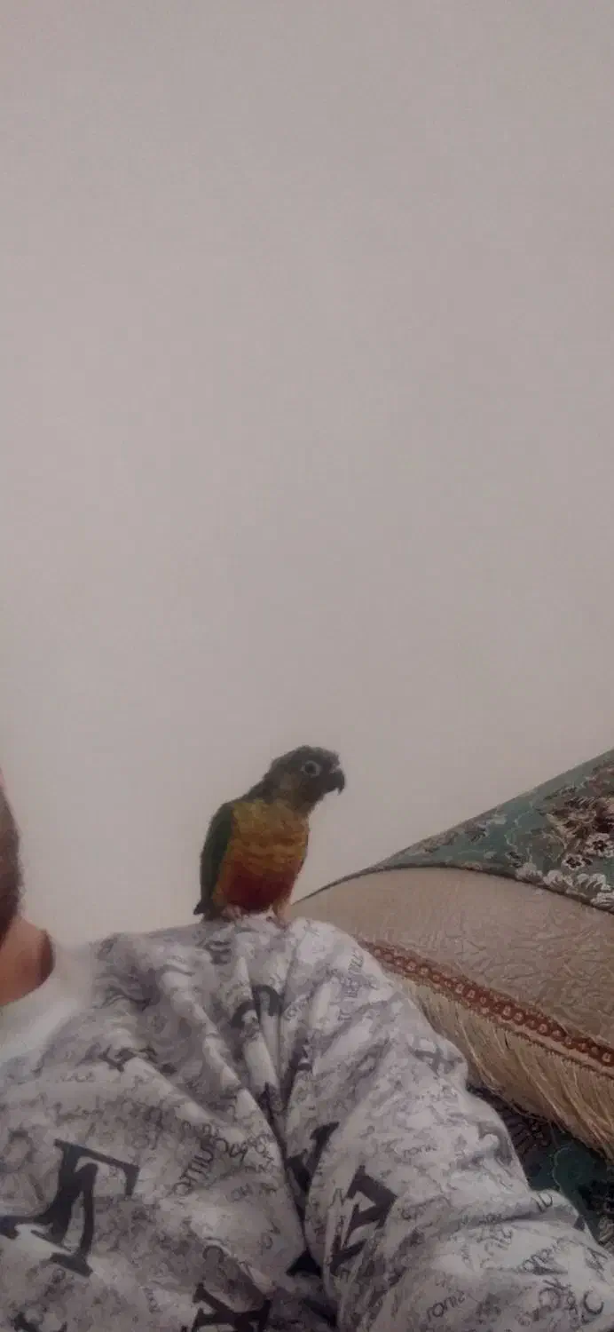 گمشده|حیوانات|بناب, |دیوار