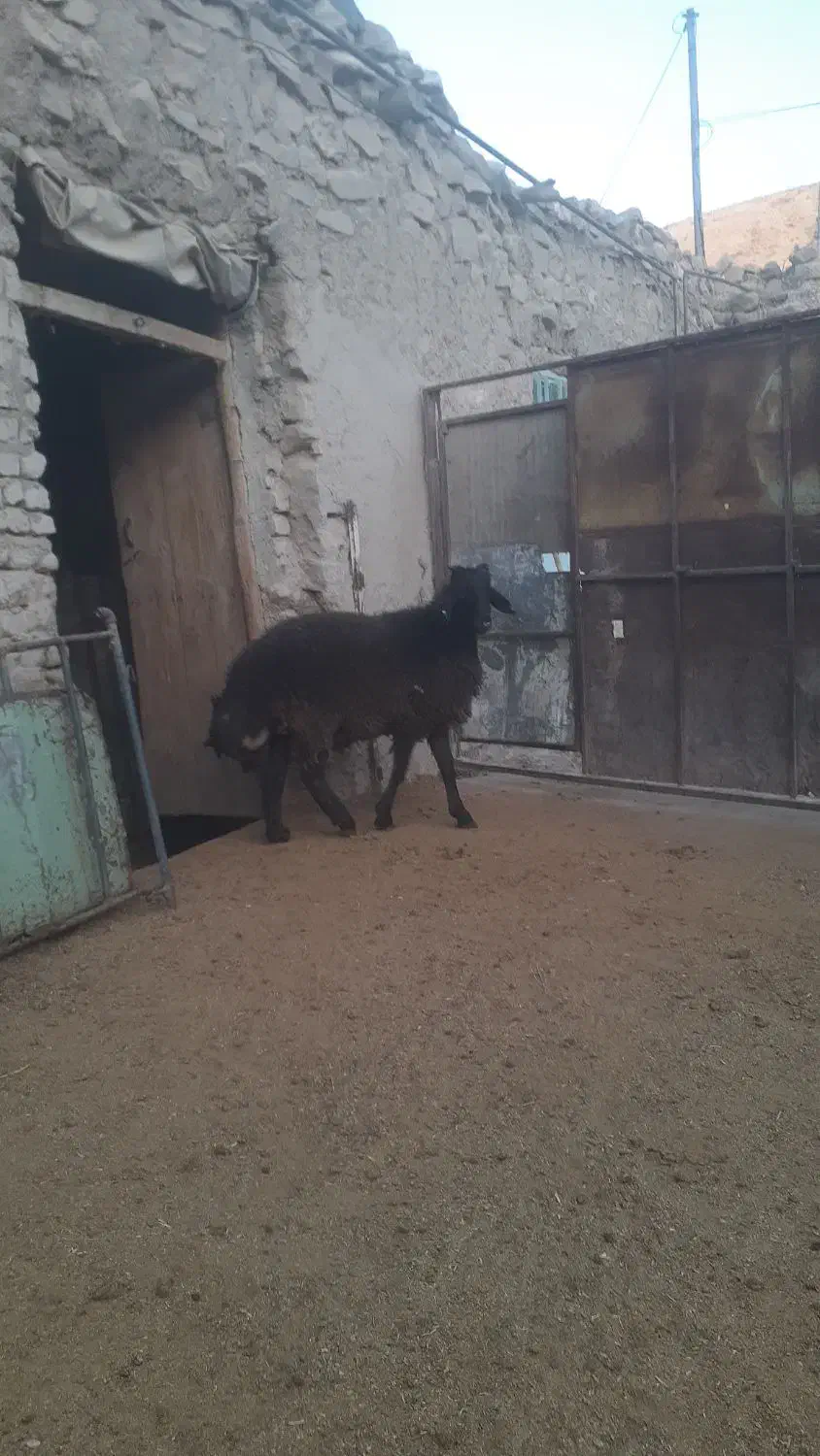 فروش‌بره‌قوچ‌همو|حیوانات مزرعه|شیروان (خراسان), |دیوار