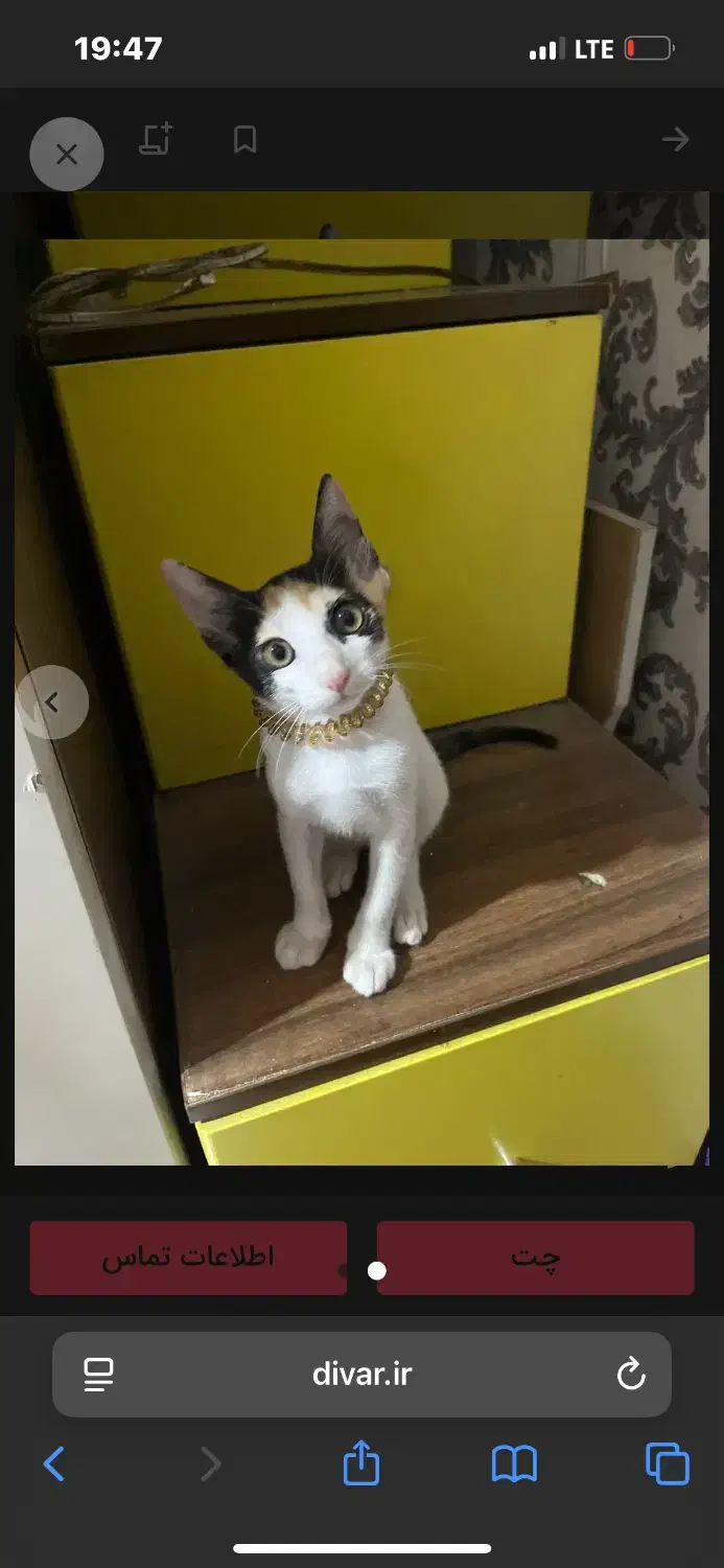 گربه|گربه|چابهار, |دیوار