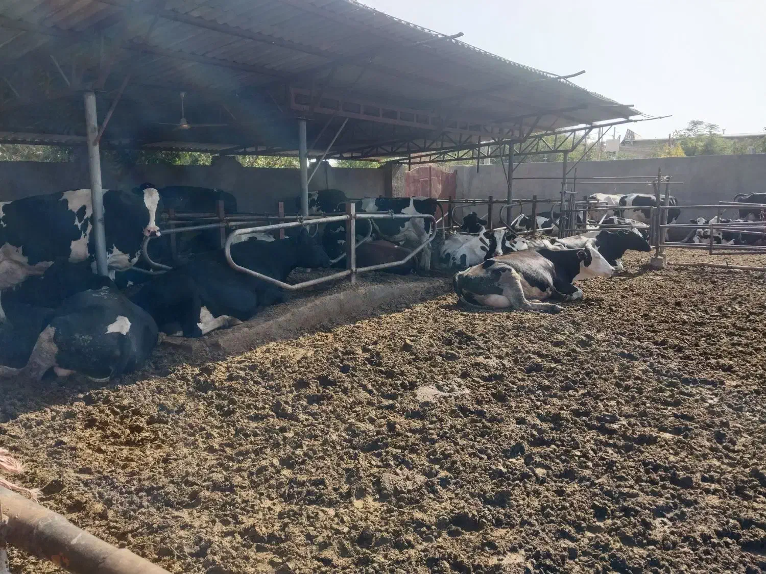 کارگر گاوداری مسلط به شیردوش وخوراک|استخدام صنعتی، فنی، مهندسی|گلمکان, |دیوار