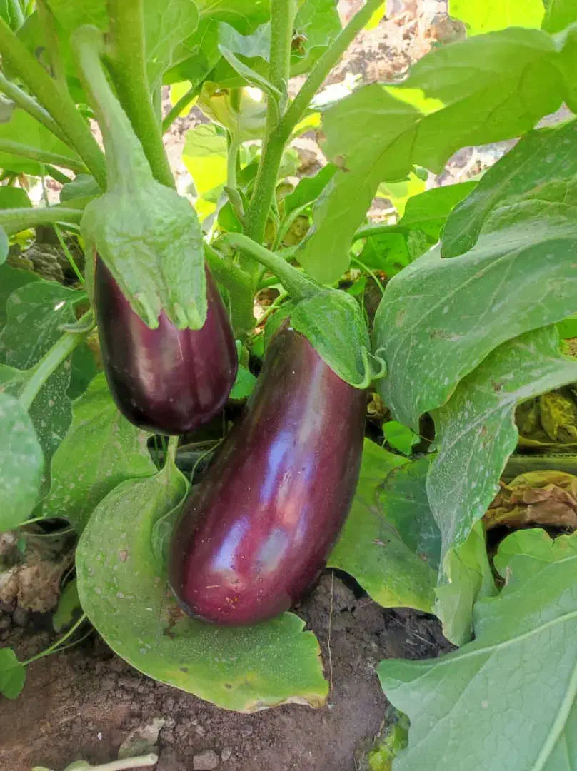 دنبال شریک هستم برای زراعت در کاشت بادمجون خیار|فعالیت داوطلبانه|جهرم, |دیوار