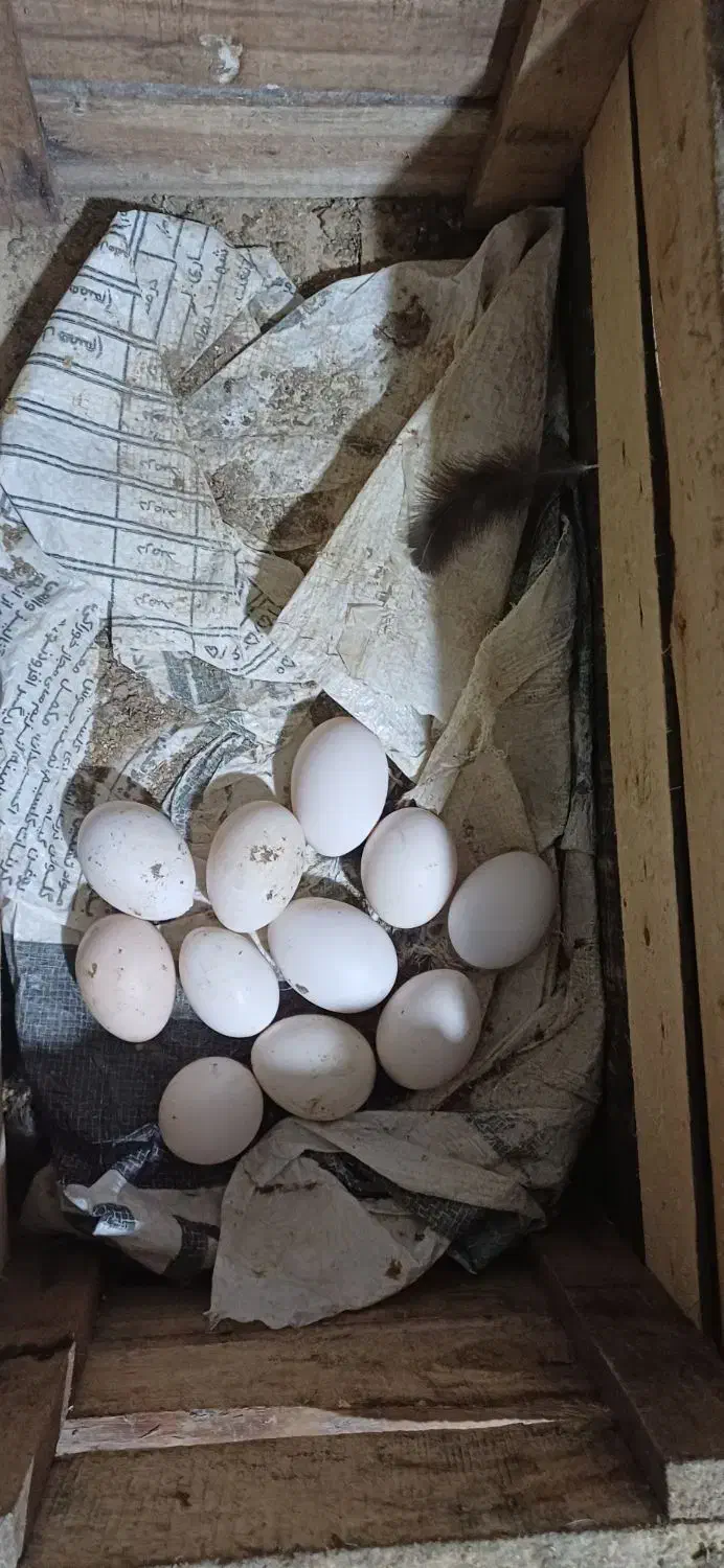 تخم نطفه دار گلین لری اصل|حیوانات مزرعه|قائم‌شهر, |دیوار