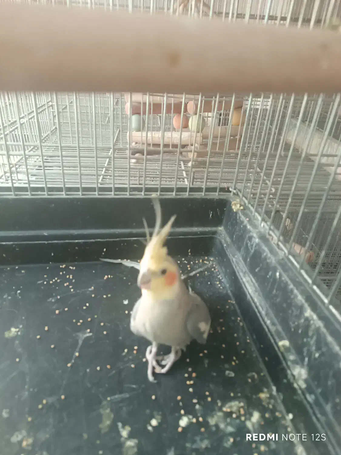 پرنده|پرنده|لواسان, |دیوار