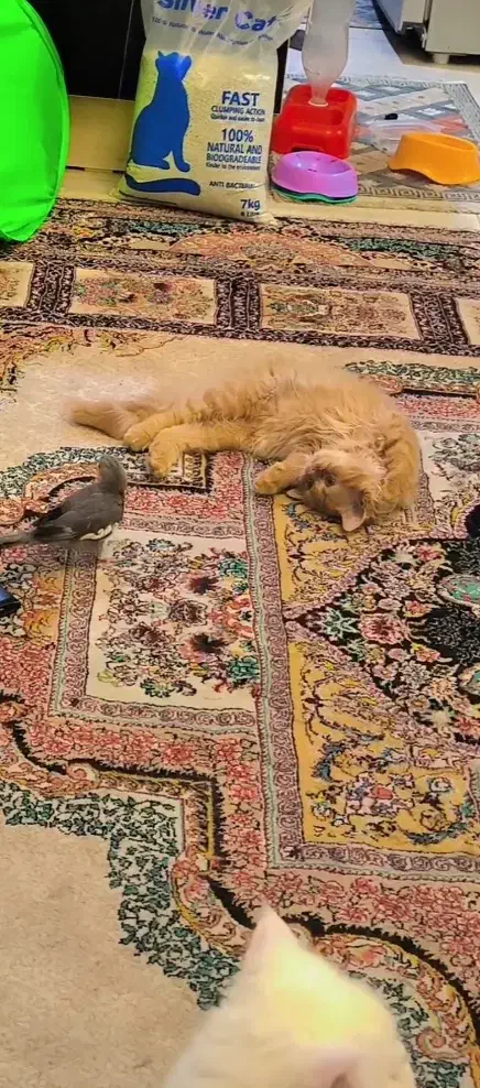 واگذاری گربه پرشین کینگ سایز،لانگ هر|گربه|گنبد کاووس, |دیوار