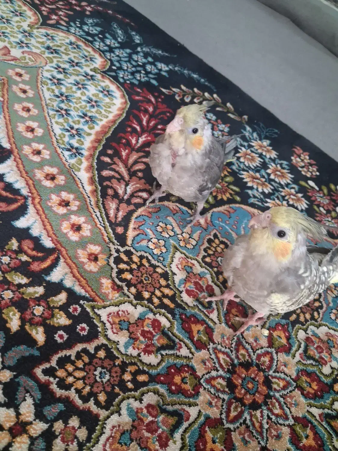 عروس هلندی جفت|پرنده|شاهینشهر, حاجی آباد|دیوار