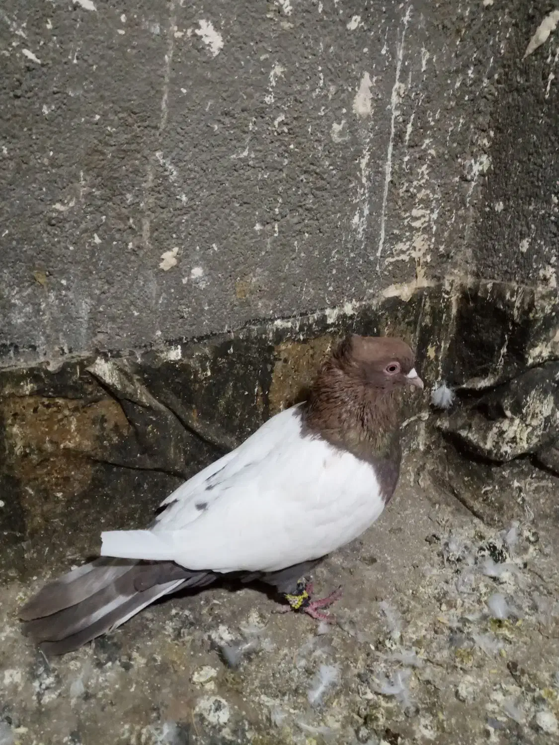 یک عدد سینه سرخ کاردرست|پرنده|تربت جام, مسکن ملی|دیوار