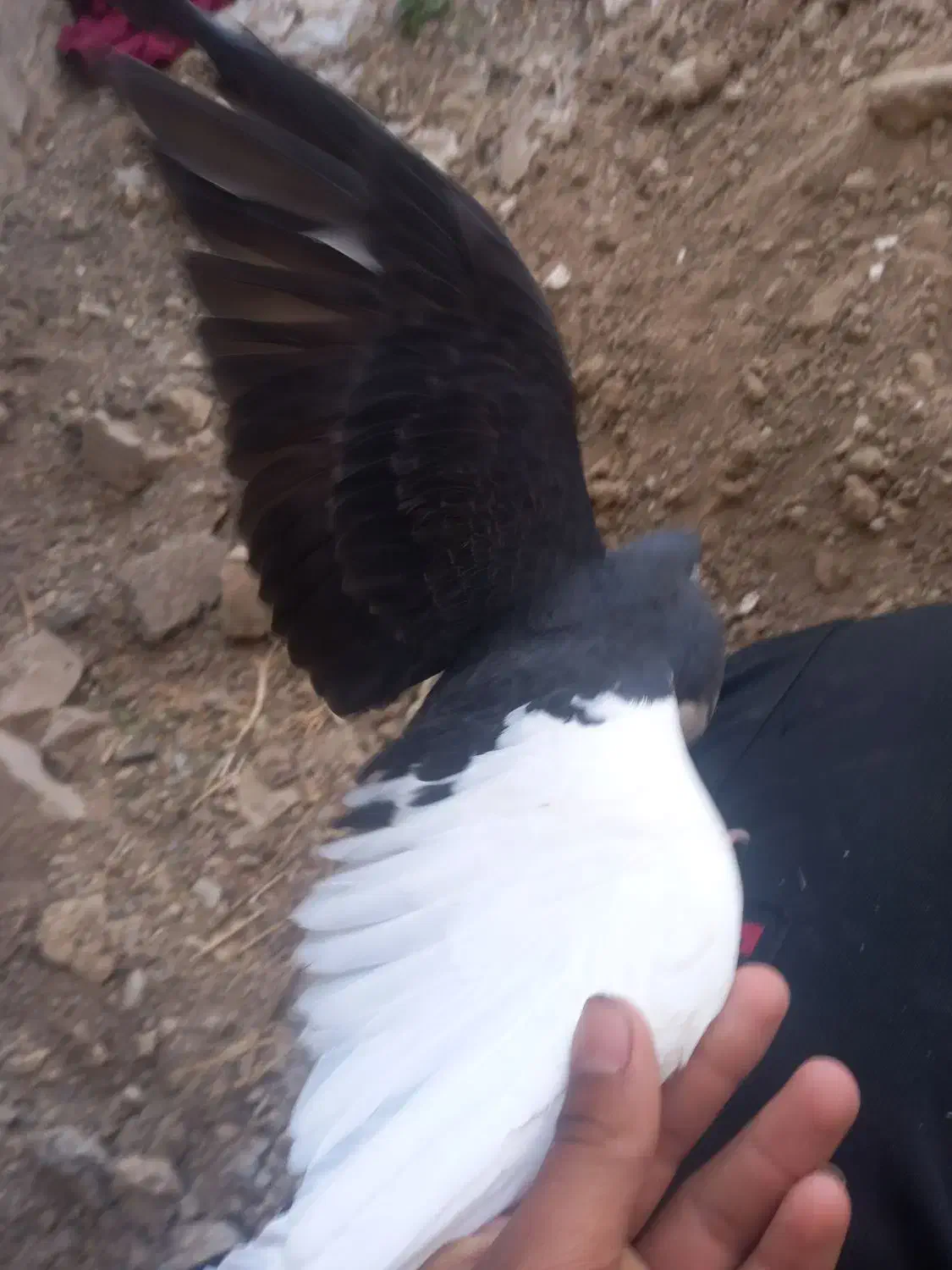 کیوتر|پرنده|مرودشت, فیروزی|دیوار