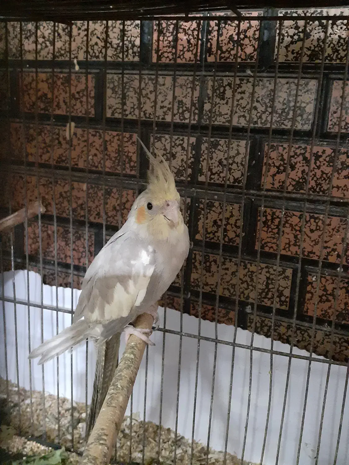 پرنده|پرنده|بندر امام خمینی, |دیوار