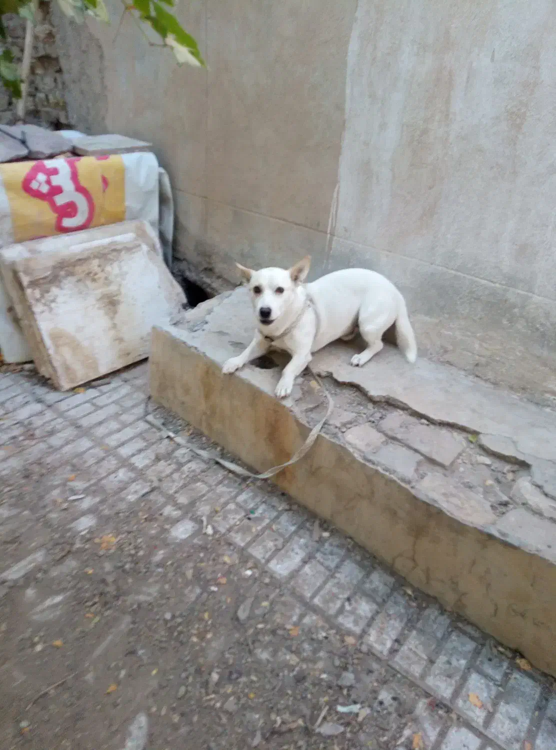 سگ پاپی گوش تیز|سگ|تربتحیدریه, سرمحله|دیوار