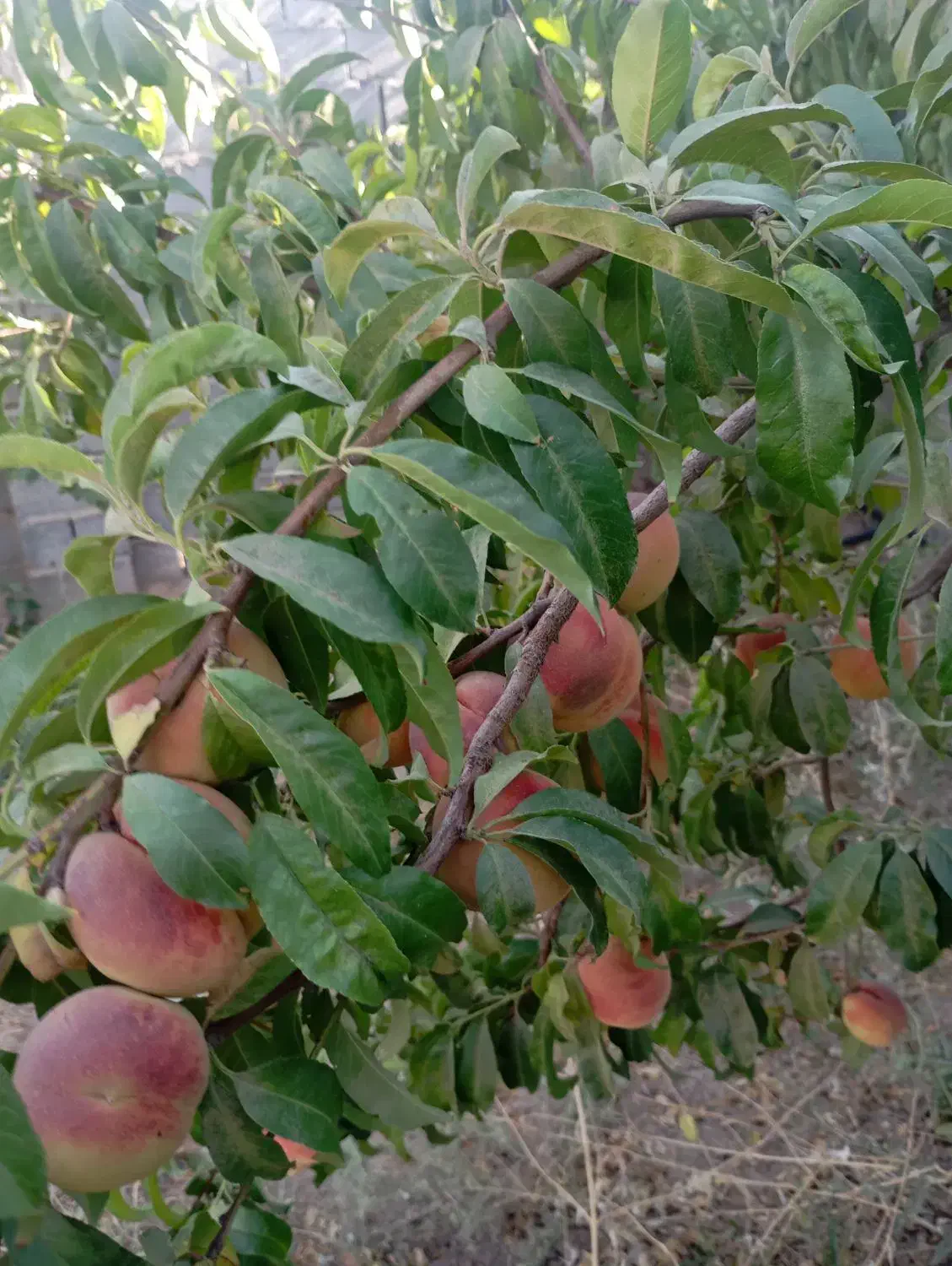 فروش باغ باانشعاب برق|فروش خانه و ویلا|صوفیان, |دیوار