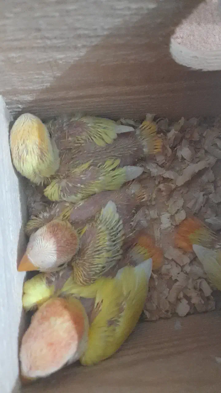 طوطی برزیلی با ۲ تا جوجه و کلیه وسایل|پرنده|لاهیجان, گلستان|دیوار