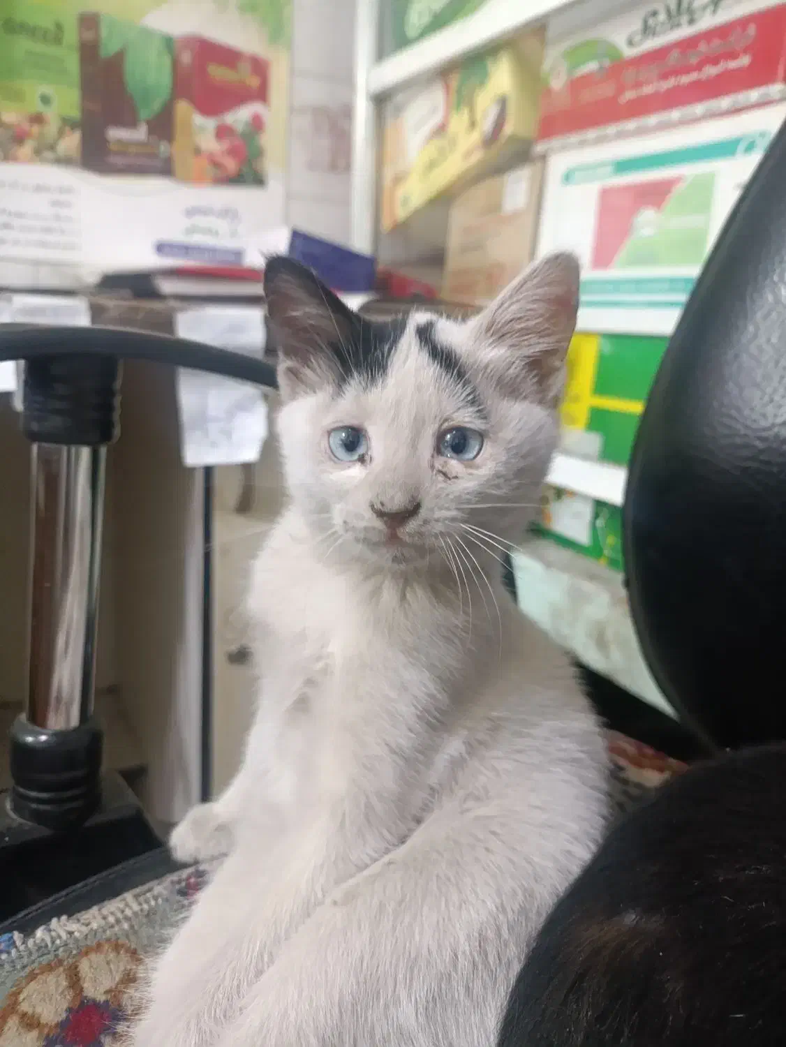 گمشده|حیوانات|مراغه, |دیوار