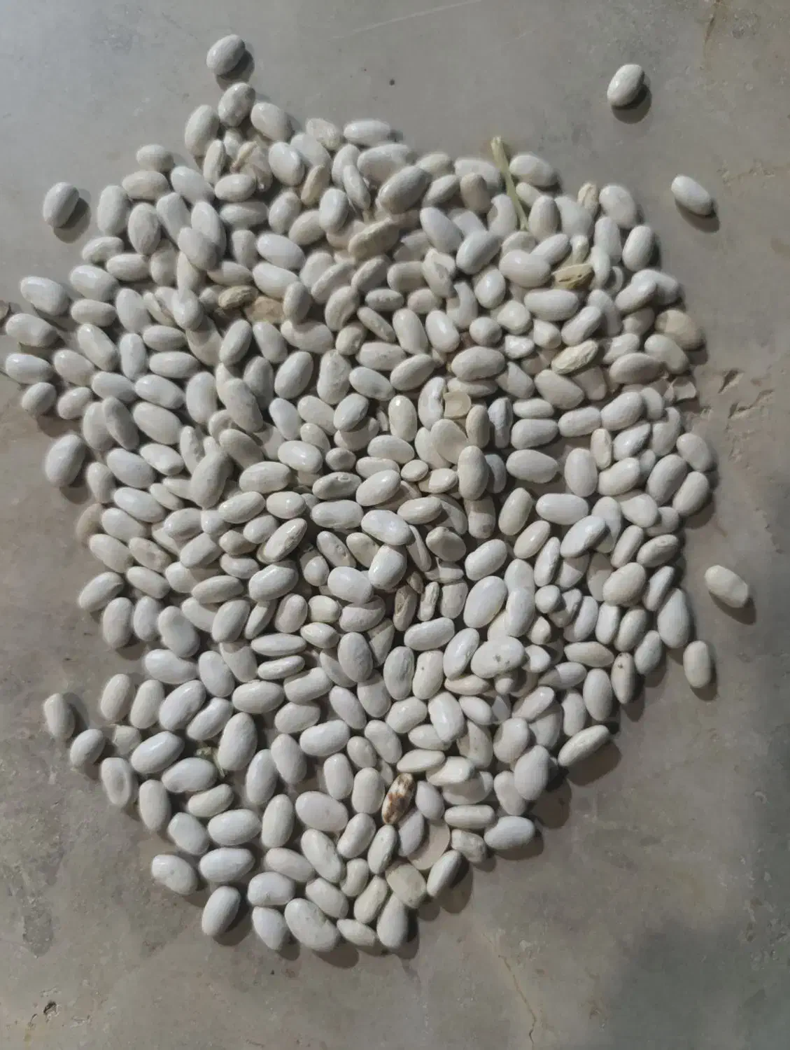 لوبیا سفید|خوردنی و آشامیدنی|گیان, |دیوار