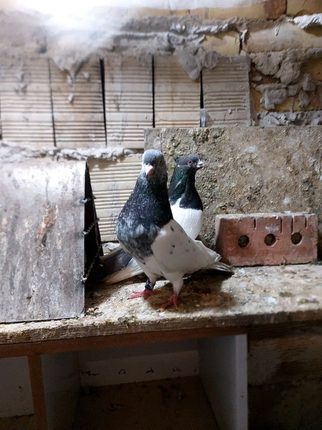 کله سبز|پرنده|بستان آباد, |دیوار