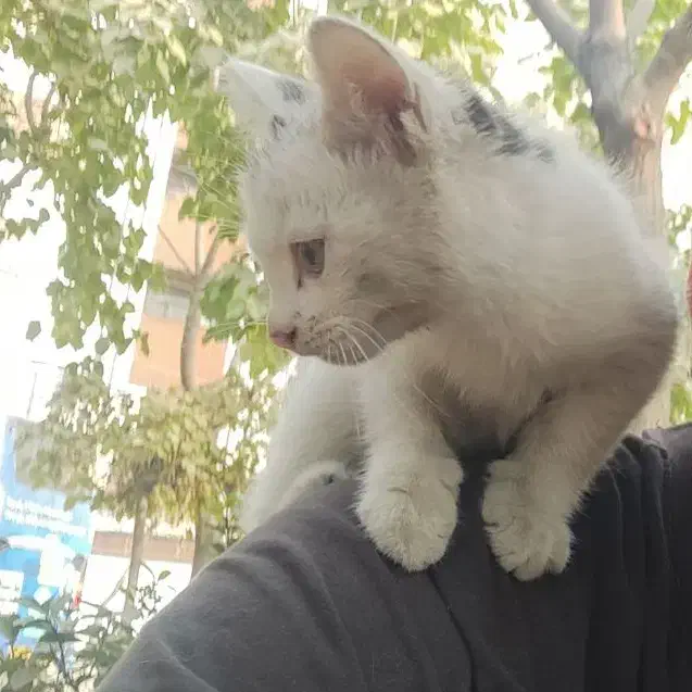 بچه گربه واگذاری|گربه|ری, دولتآباد|دیوار