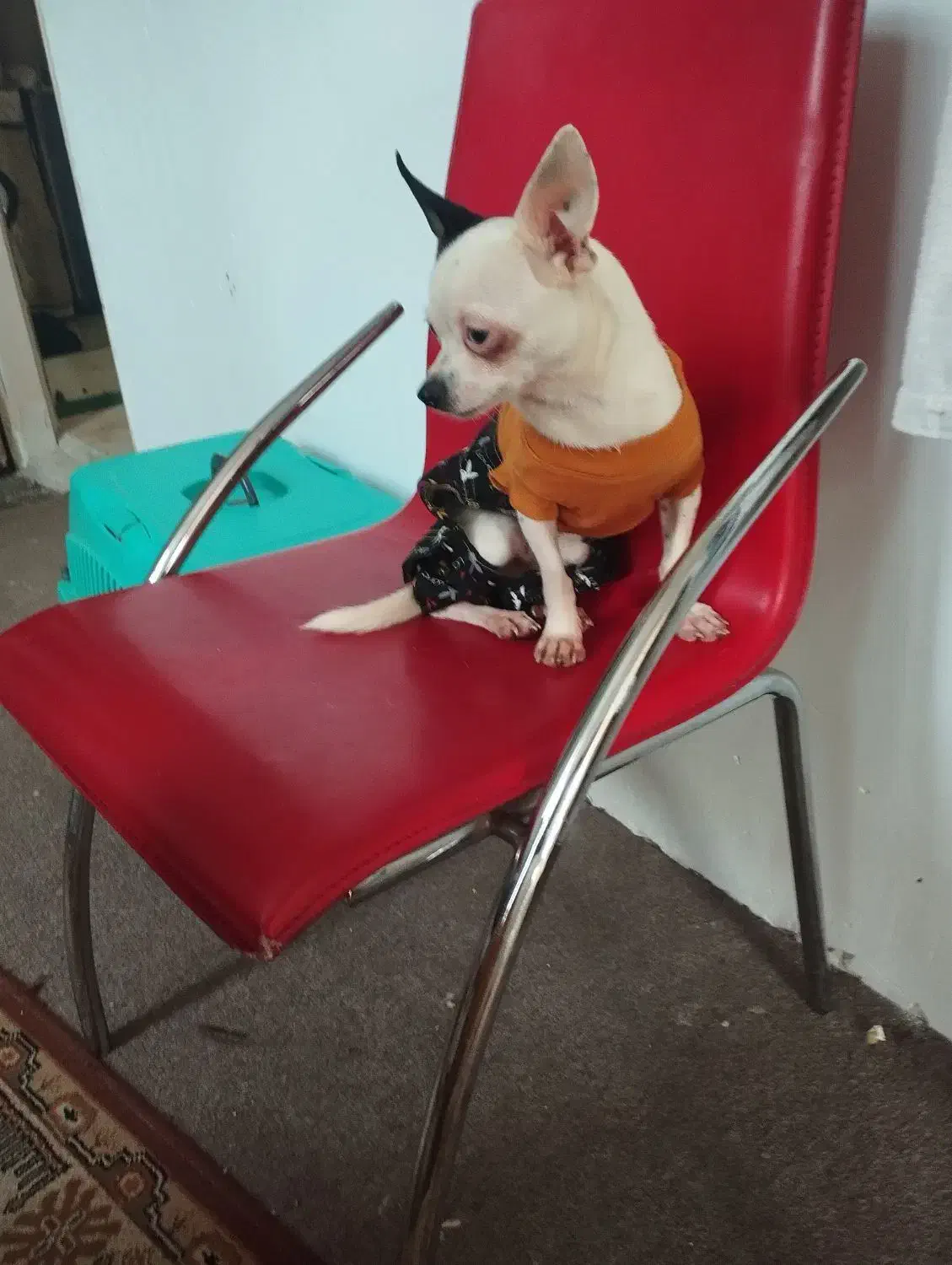 سگ شیواوا ،شیبابا،شی هواهوا،چیواوا|سگ|وحیدیه, |دیوار