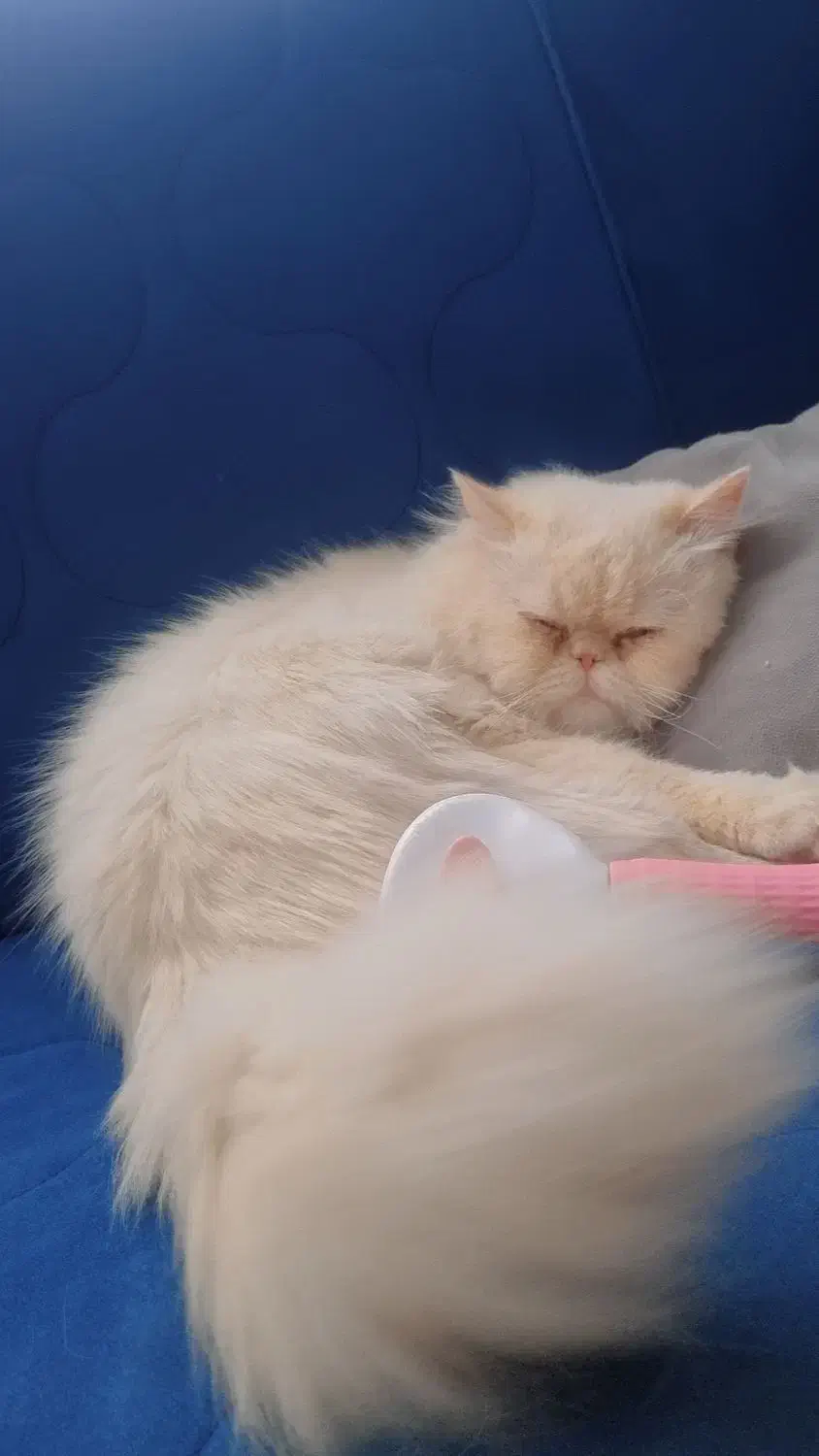 جفتگیری گربه|گربه|کرمانشاه, |دیوار