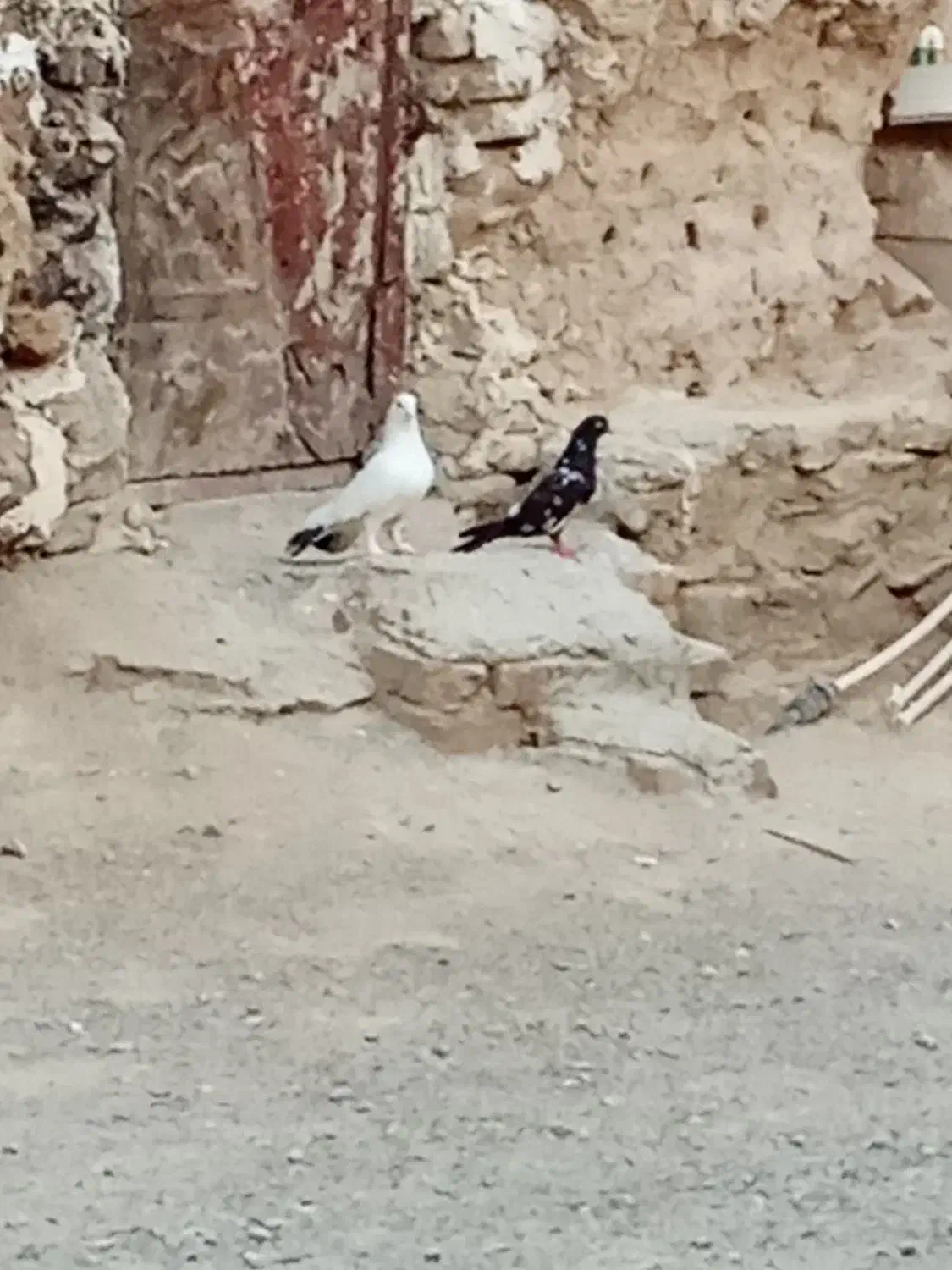 کبوتر|پرنده|سراوان, |دیوار