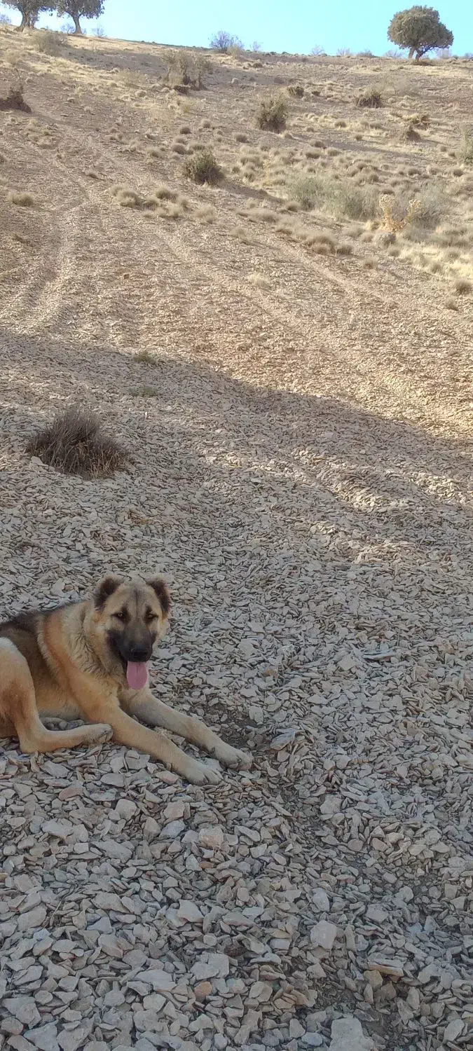 سگ سرابی|حیوانات|ملکشاهی, |دیوار