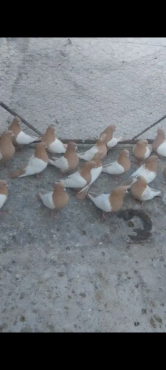 فروشی کبوتر|پرنده|میانه, |دیوار