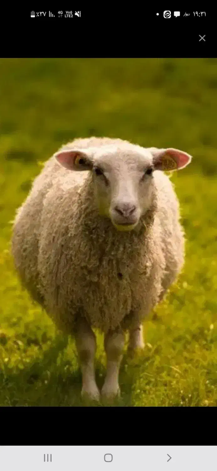 میش وبره|حیوانات مزرعه|شهرضا, |دیوار